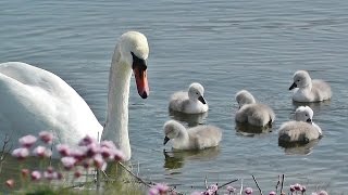 Mute Swans with Cygnets at Gothian Sands in Cornwall UK May 2016