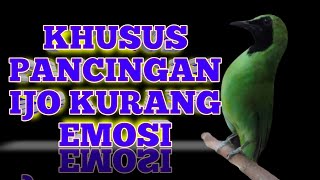 Panggilan cak ijo kurang emosi (pancingan ampuh bikin cucak ijomu auto slebew)