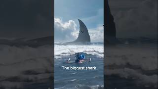 Melihat Sirip Ikan Hiu Terbesar