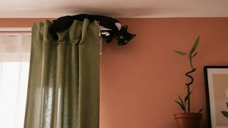 CUTE & FUNNY CAT VIDEOS 🐾 0321