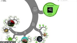 OneZoom Tree of Life Explorer - Evolution