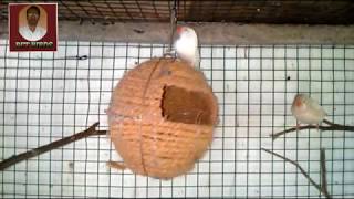 How to make #finchnest home made easily #zebrafinch nest box making