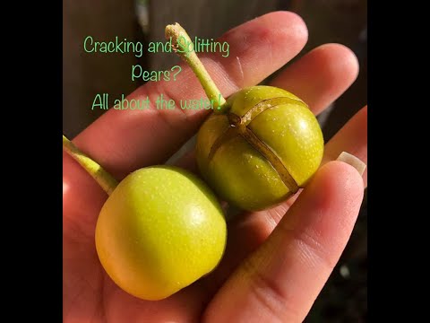 Video: What Causes Pears to split: Learn About Cracking Of Pear Fruit