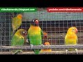 1 Hour Lovebird Sounds Aviary Series V6 - High Quality Audio Live Recording