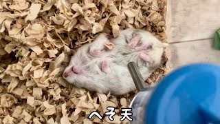 子育て奮闘中のハムスターの束の間の休息