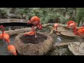 Most beautiful pink flamingos at the Dallas World Aquarium
