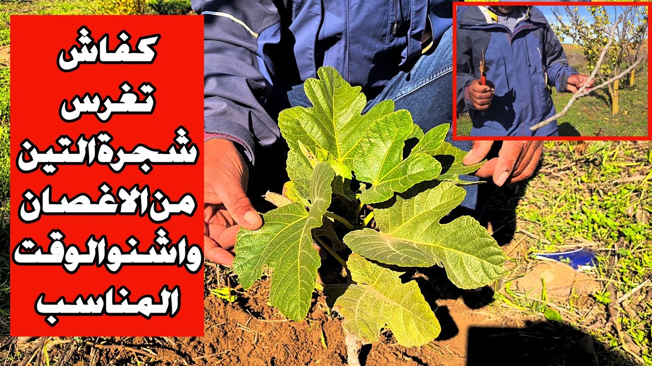كفاش تغرس شجرة التين وتكون ناجحة من الاغصان واشنو الوقت المناسب