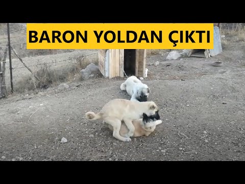 3 AYLIK BARON KARDEŞİ ŞİLAYA NİYETİ BOZDU