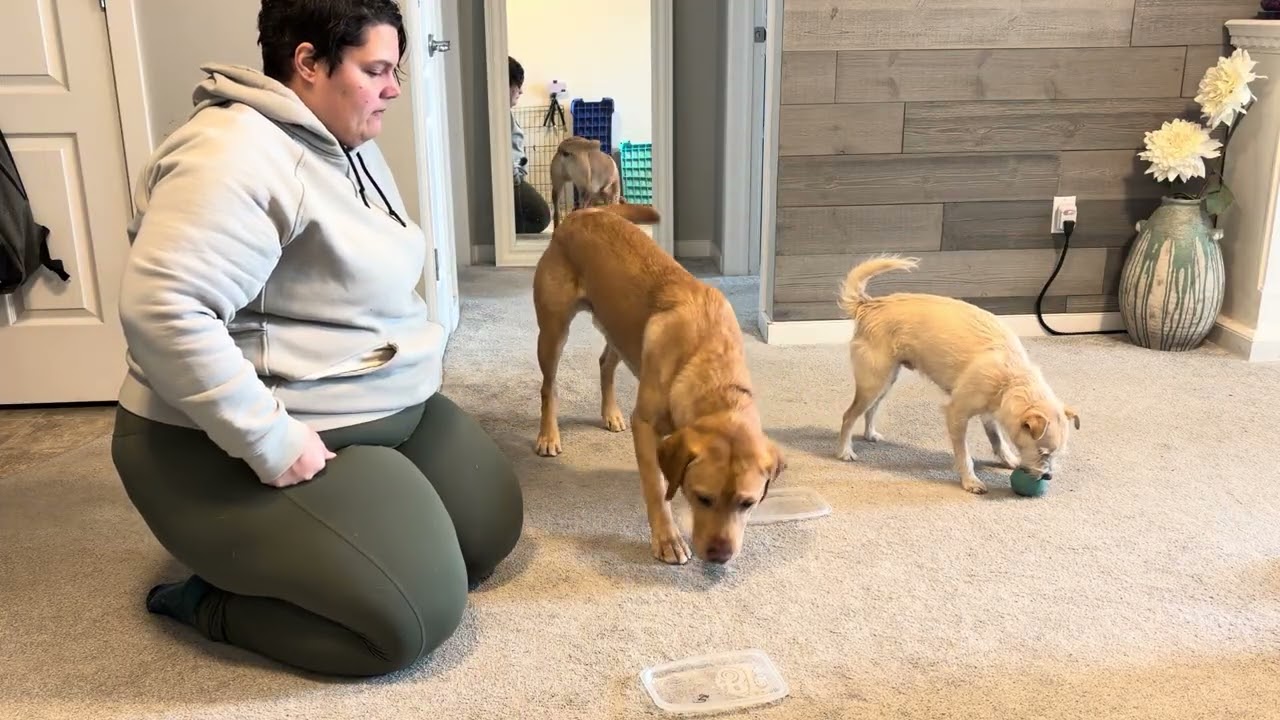 1/2/2026 Hander Scent Discrimination 