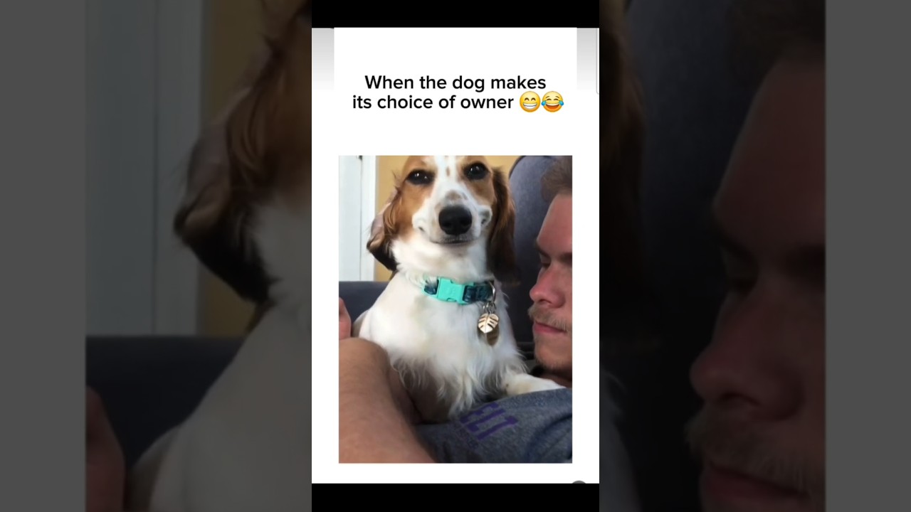 When the dog makes its choice of owner 