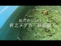 幹之メダカ 鉄仮面 めだかLOVE