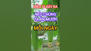 Điều Gì Xảy Ra Nếu Chúng Ta Ăn Mướp Mỗi Ngày #dinhduong #health #suckhoe #muop