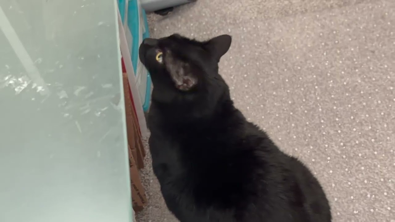 Cute Precious Piper Does An Under the Desk Inspection - My Adopted Shelter Cat Vlog