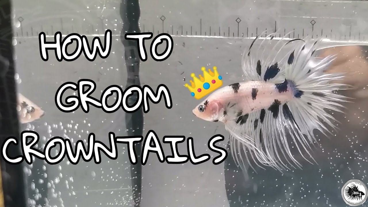How to groom crowntail bettas