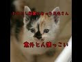 少し綺麗になった三毛さんと幻の2期生! 子猫を拾ってみた2017part9