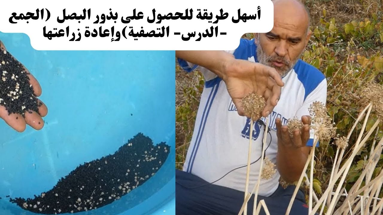 أسهل طريقة للحصول على بذور البصل مجانا / حصاد بذور البصل وتخزينها