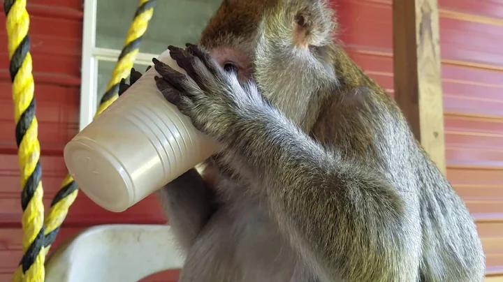 Bugs Bullock enjoys a ginger drink