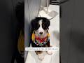 Nhà bánh bao có thành viên mới nè #chomeodangyeu #pets #cuncon #dethuong #cutedog