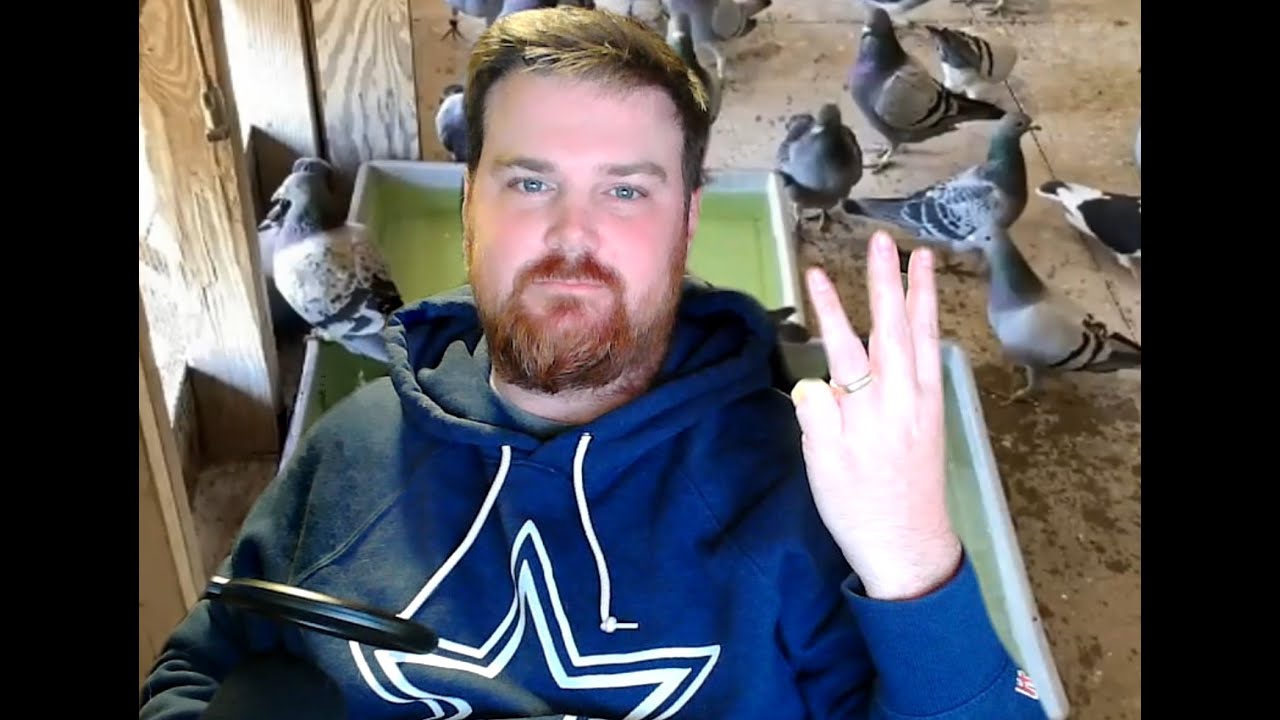 Улучшите здоровье своих спортивных голубей с помощью этих 3 советов.