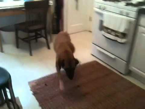 demo-of-woodrow-wear's-power-paws-non-slip-socks-for-dogs.