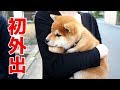 【柴犬子犬】てんちゃん、初お外にフリーズ⁉　太郎の犬モノガタリ＃１４