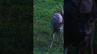 Bucks with Potential | Mossy Oak Moments