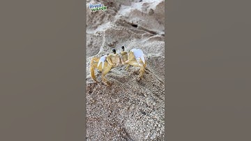 🦀 CRABBY WANTS IN! Our beach house guest?