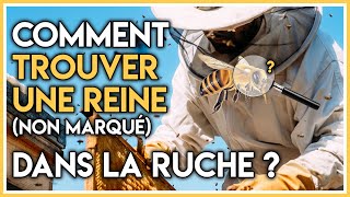 Comment trouver une reine (non marqué) dans la ruche ???