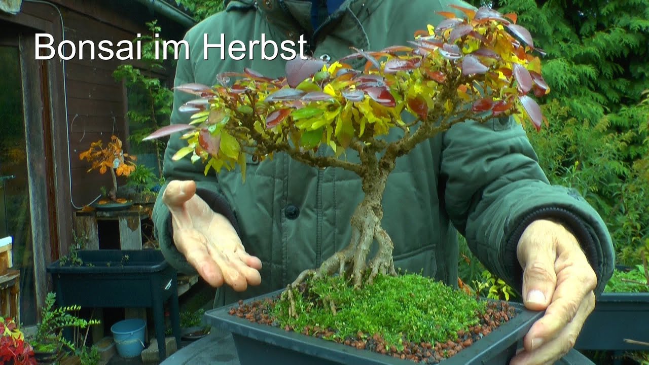 Die ersten Bonsai im Herbst Garten
