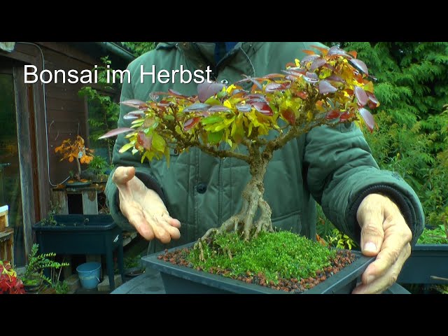 The first bonsai in the autumn garden - YouTube
