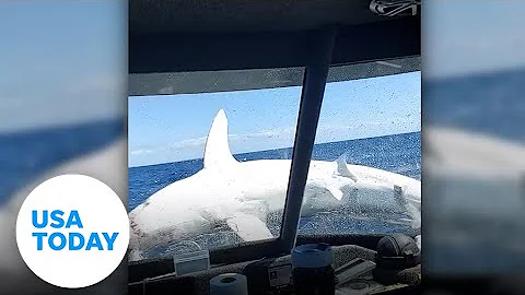 Massive shark flops into fishing boat in New Zealand shocking fishermen | USA TODAY - DayDayNews