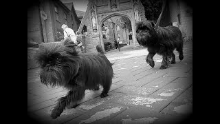 Chorley Tuesday Markets, as seen through the eyes of two Affenpinschers by AffieFilms 159 views 10 months ago 6 minutes, 23 seconds