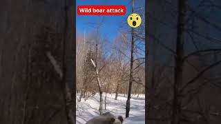 Wild Boar Attack Caught on Camera: Shocking Footage #shorts