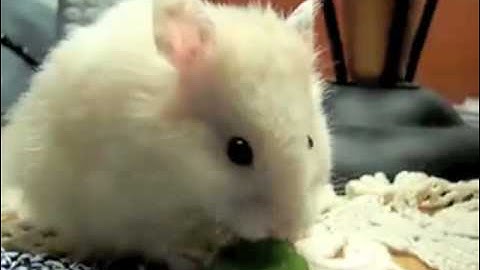 Nom Nom Nom Nom Nom Nom Nom - Parry Gripp