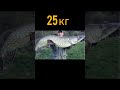 Самая большая щука в мире — невероятное рыболовное достижение 🎣