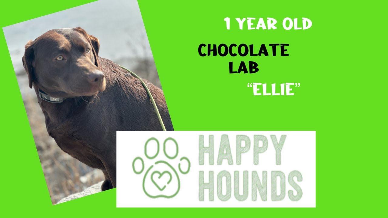 Nervous Chocolate Lab 