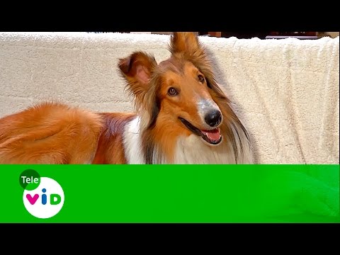 Video: ¿Dónde se encuentra el perro travieso?