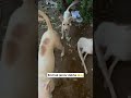 June 17, 2025 street dog update