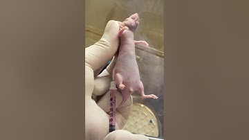 subcutaneous xenograft (3 tumors implantation)