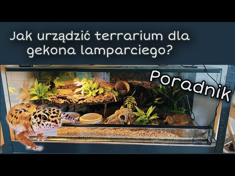 Wideo: Jak Wyposażyć Terrarium