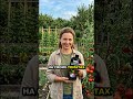 Артикул Biogrowth ВБ: WW348356 — Томаты: урожай без лишних хлопот
