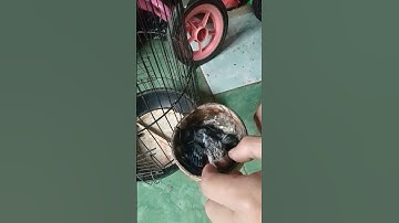meloloh anakan burung rambatan paruh merah #burung #pikatburung #burungmasteran #burungkicau
