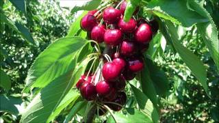 Lapins Cherries Overview Harvest Season 2017