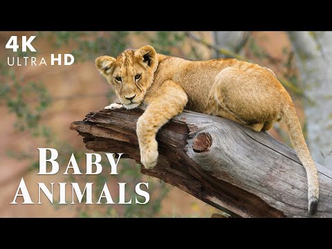 Explore The Magical World of Baby Animals With Relaxing Music, Music Heals The Soul