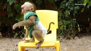 Adorable Monkey Donal Surprise While Playing Mom Call Him To Get Milk