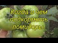 Подкормка томатов, которая [значительно] повысит урожай. Когда и чем подкормить помидоры.