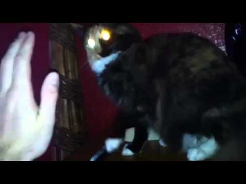 SUPER pissed declawed cat 