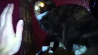 SUPER pissed declawed cat