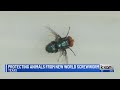 Debate over sterilized screwworm flies plays out in Texas Capitol
