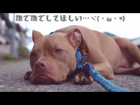 撫でてもらわないと一歩も動かないピットブルが可愛すぎる!